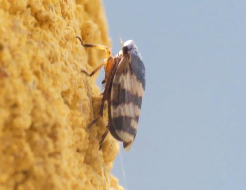 Réf. 358 648 : Anoscopus alpinus